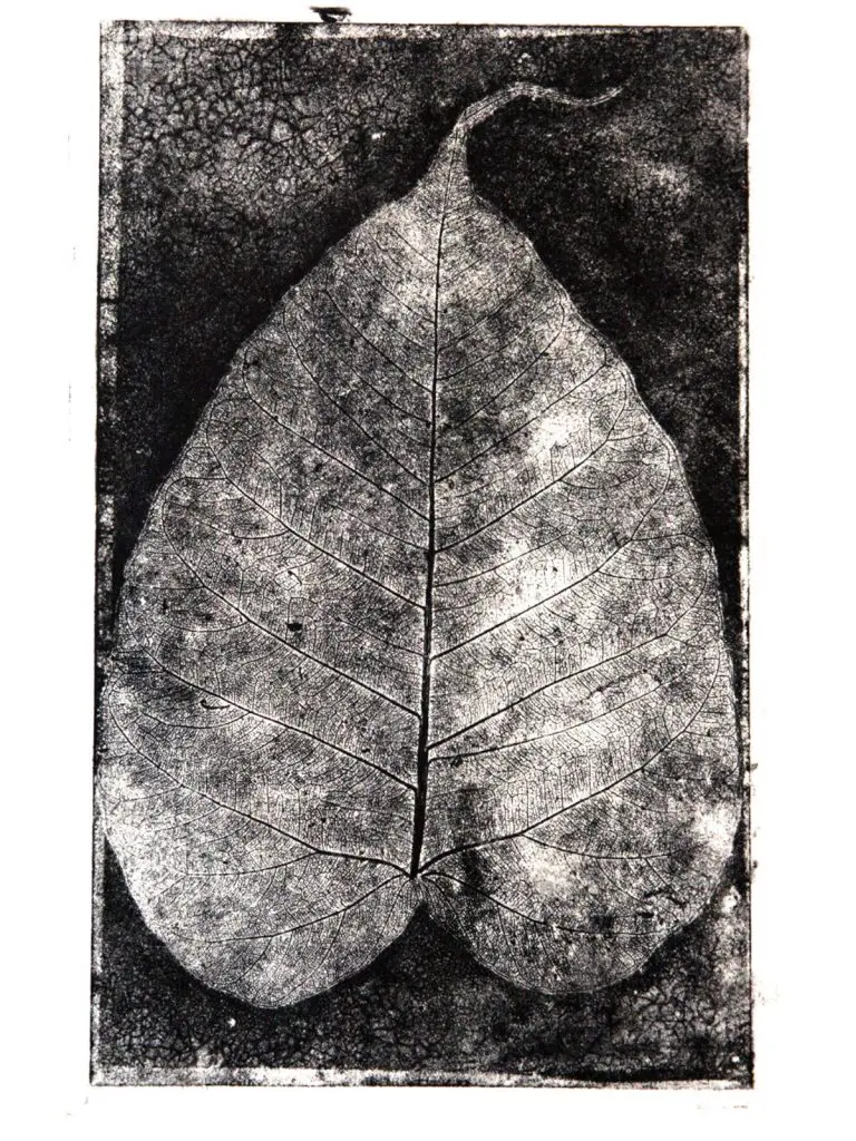 Ficus Religiosa