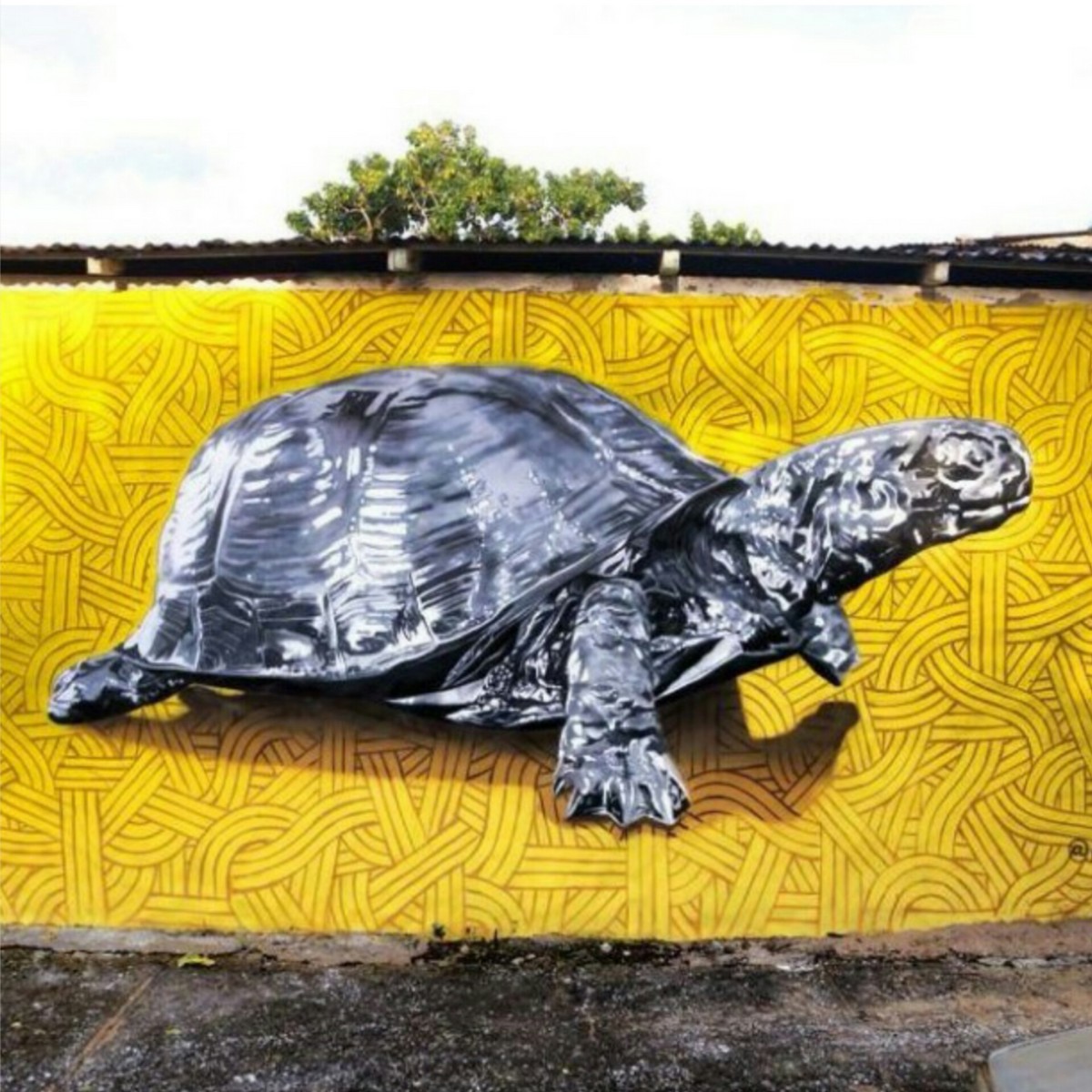 Caparazón bling (Rio San Juan, RD)